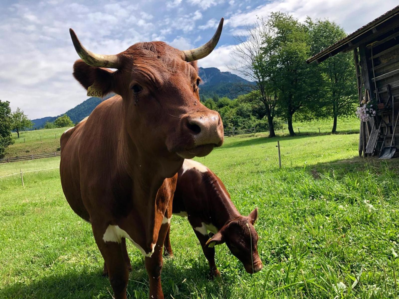 Hotel Glamping Savinja Ljubno Exteriér fotografie
